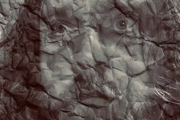 The Love Junkies' Mitch McDonald drops a new album!