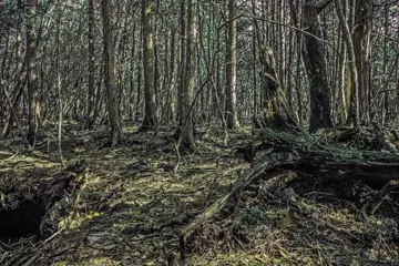 Aokigahara (Sea Of Trees). Pics by Daniel Cribb