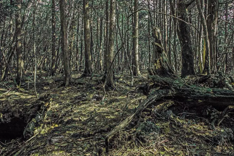 Aokigahara (Sea Of Trees). Pics by Daniel Cribb