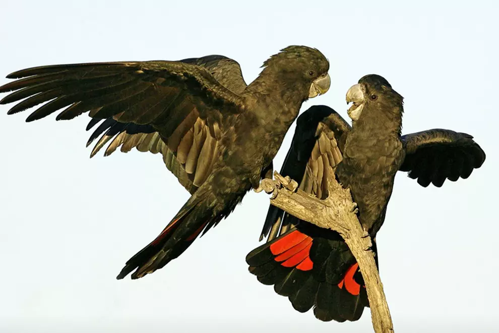 Red-tailed black cockatoos