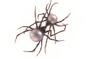 'Scarlet' album cover