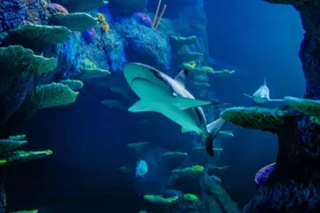 Sea Life Melbourne Aquarium