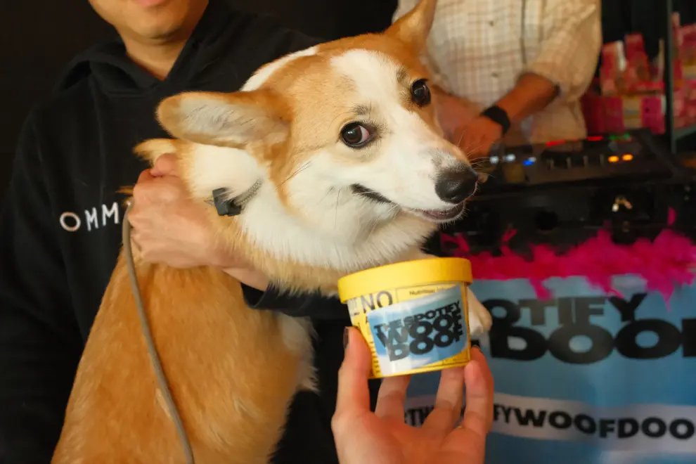 A corgi enjoying the inaugural 'Woof Doof'