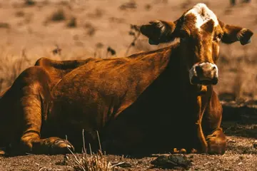 Cow